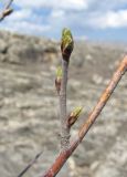 genus Betula. Часть ветви с просыпающимися почками. Дагестан, Левашинский р-н, окр. с. Леваши, ок. 1400 м н.у.м., склон. 26.04.2019.