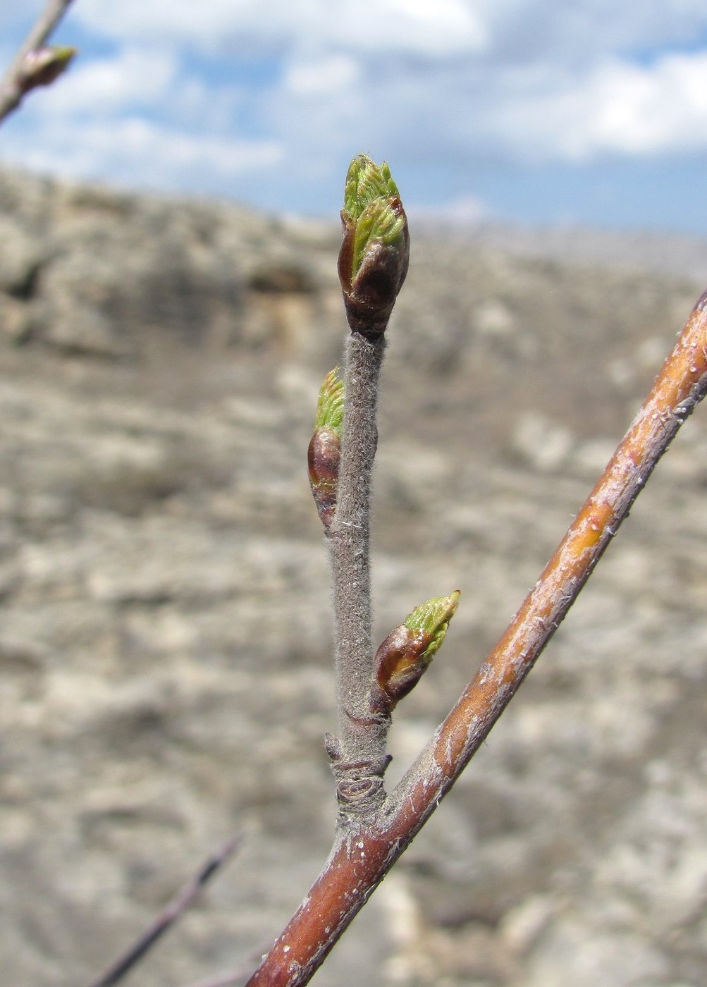 Изображение особи род Betula.