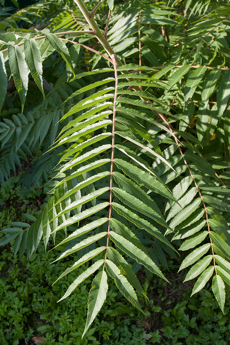 Image of Rhus typhina specimen.