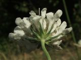 Scabiosa praemontana
