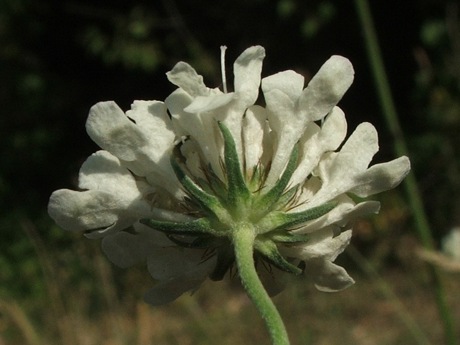 Image of Scabiosa praemontana specimen.