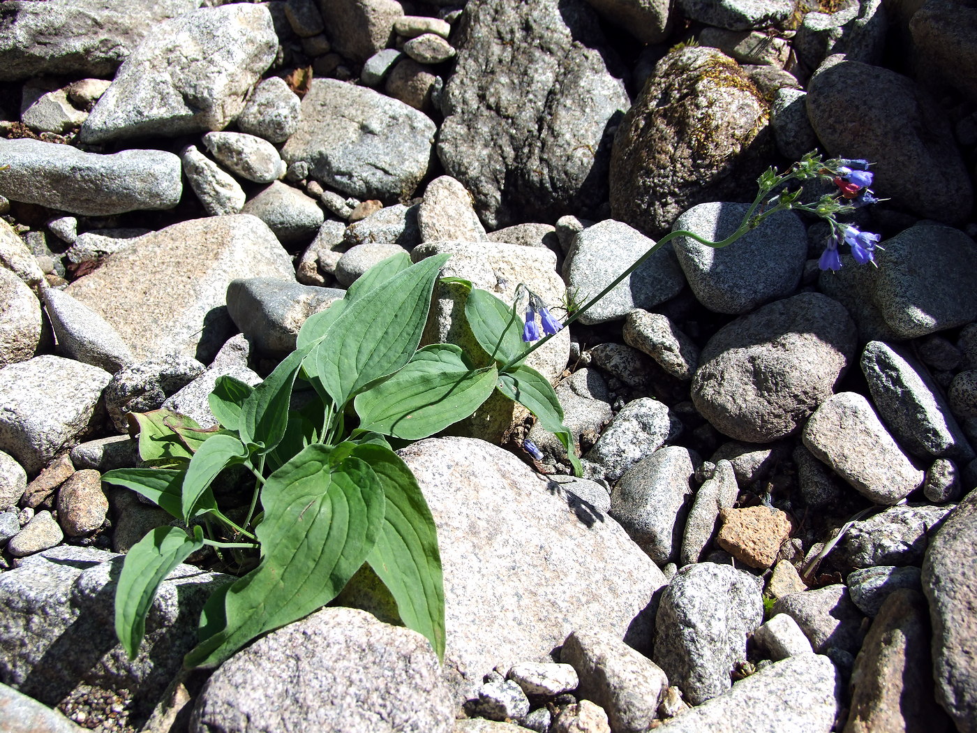 Изображение особи Mertensia pubescens.