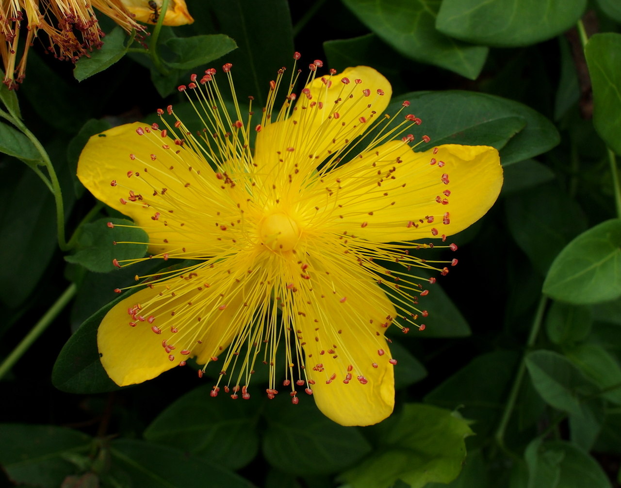 Изображение особи Hypericum calycinum.