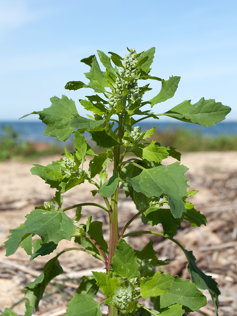 Изображение особи Chenopodium album.