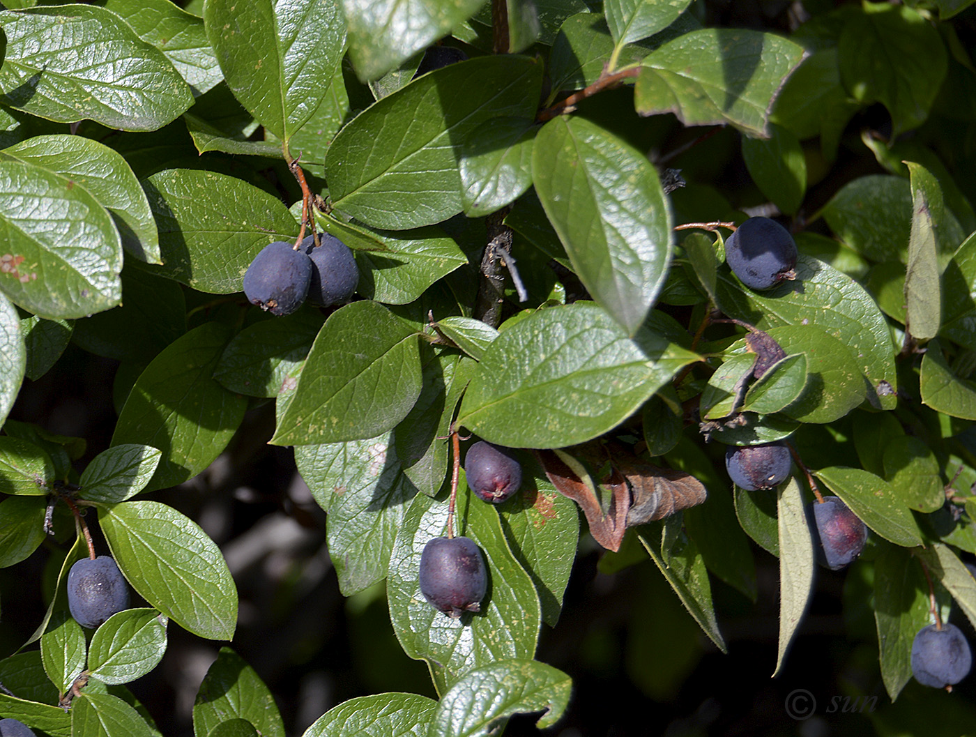 Image of Cotoneaster lucidus specimen.