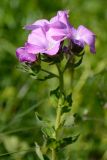 Linum hypericifolium