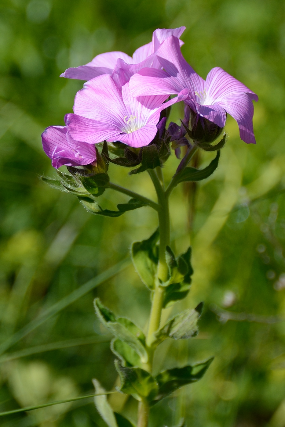 Изображение особи Linum hypericifolium.