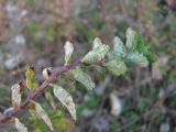 Teucrium chamaedrys