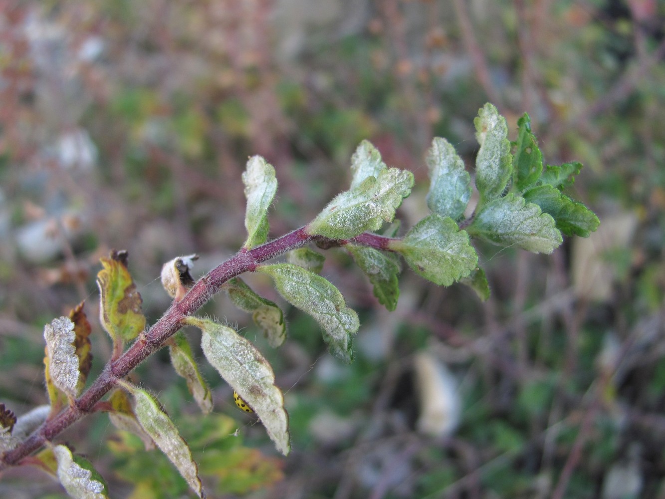 Image of Teucrium chamaedrys specimen.