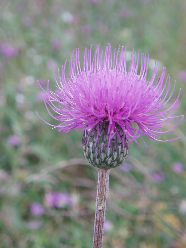 Image of Cirsium canum specimen.