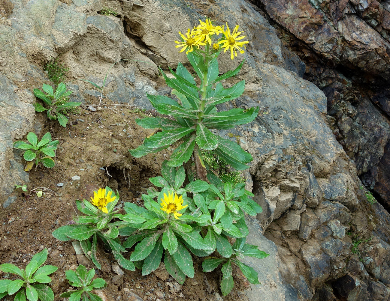 Image of Senecio pseudoarnica specimen.