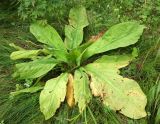 Lysichiton camtschatcensis