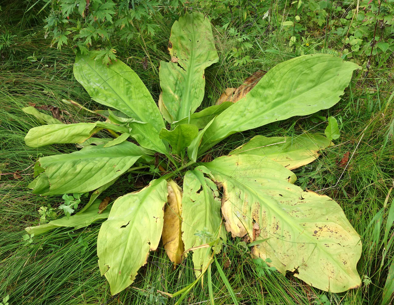 Изображение особи Lysichiton camtschatcensis.