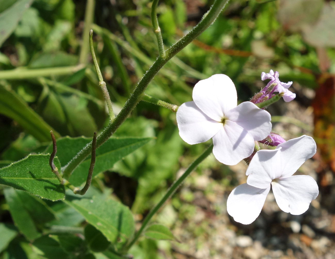 Изображение особи Hesperis sibirica.