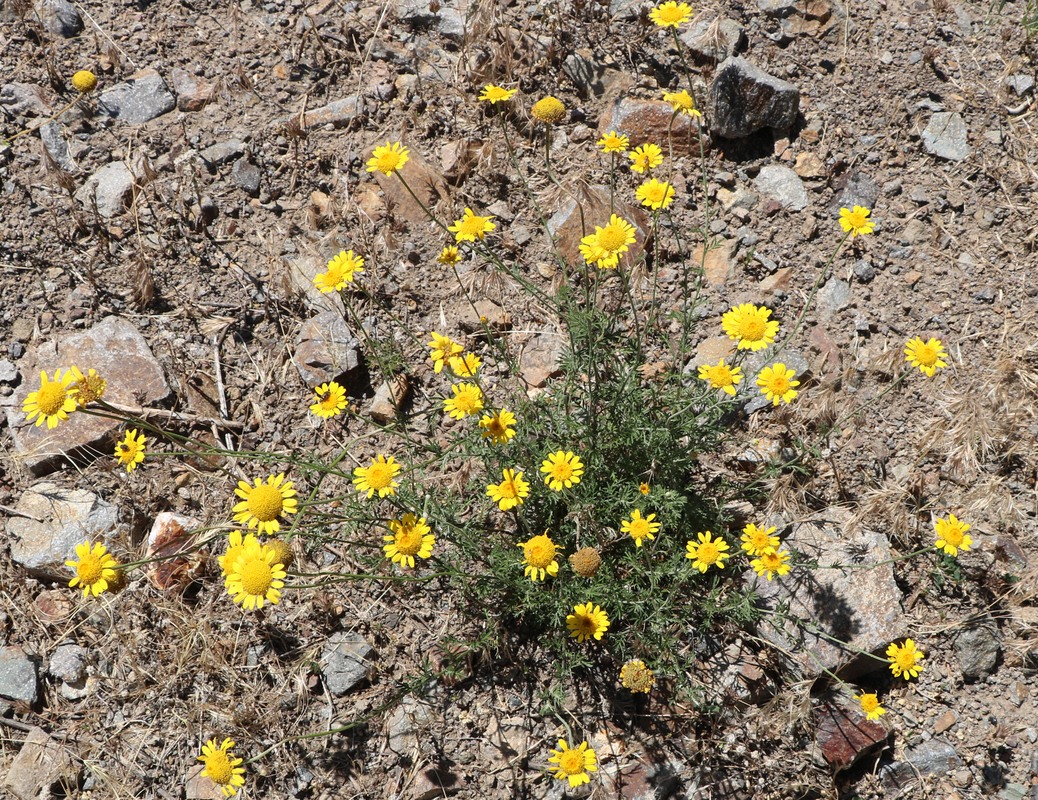 Изображение особи семейство Asteraceae.