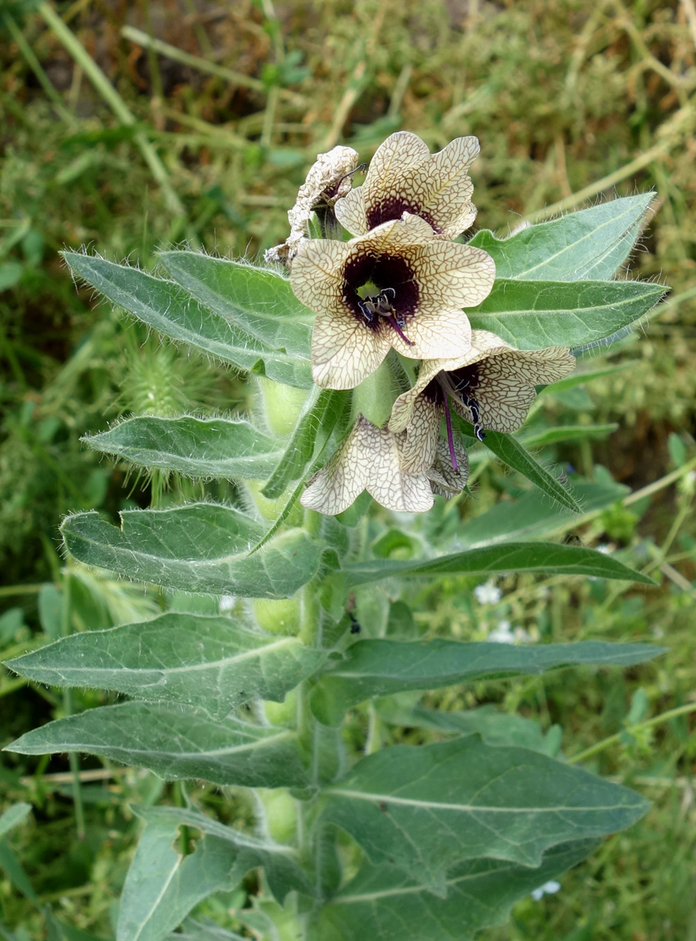 Изображение особи Hyoscyamus niger.