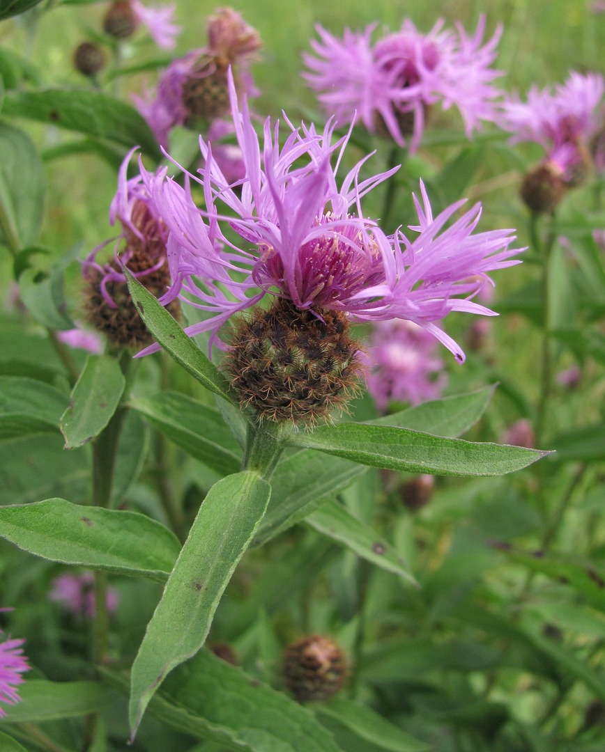 Изображение особи Centaurea phrygia.