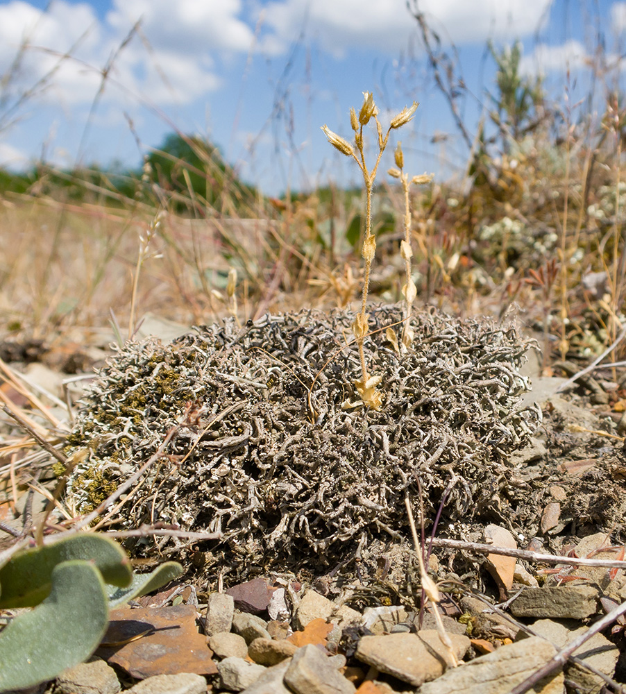 Image of genus Cerastium specimen.