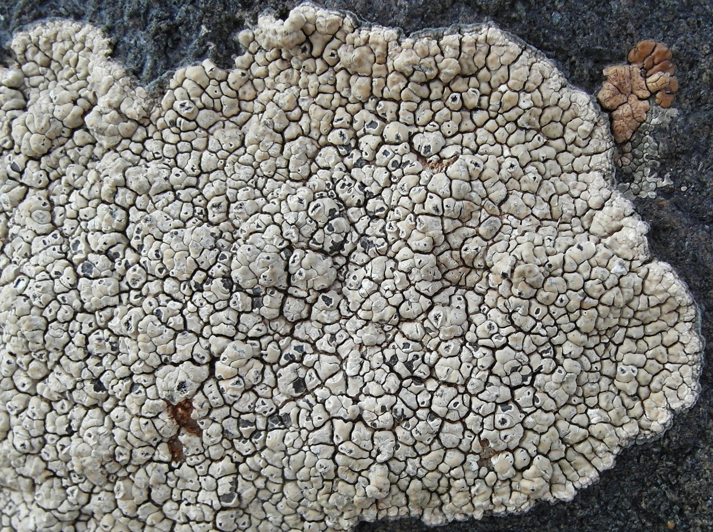 Image of Circinaria ochraceoalba specimen.