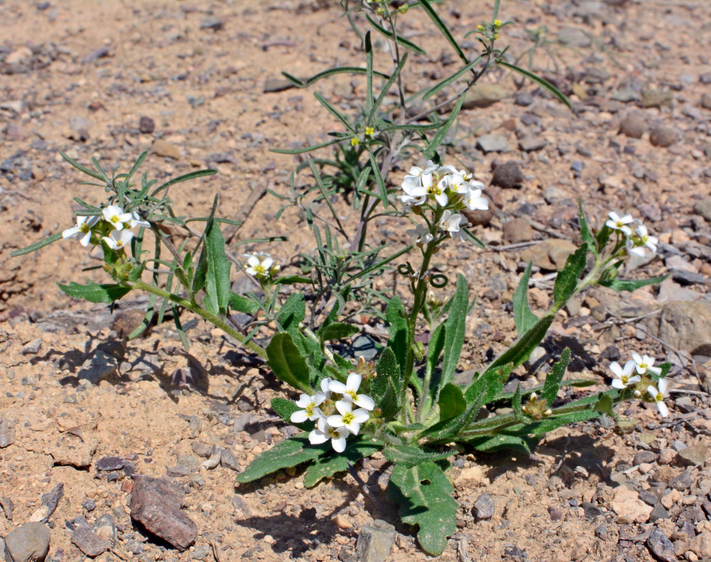 Image of Neotorularia korolkowii specimen.