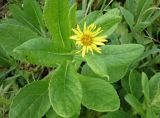 Senecio pseudoarnica