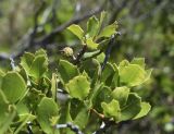 Quercus coccifera