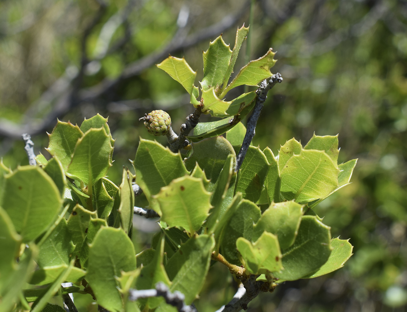 Изображение особи Quercus coccifera.