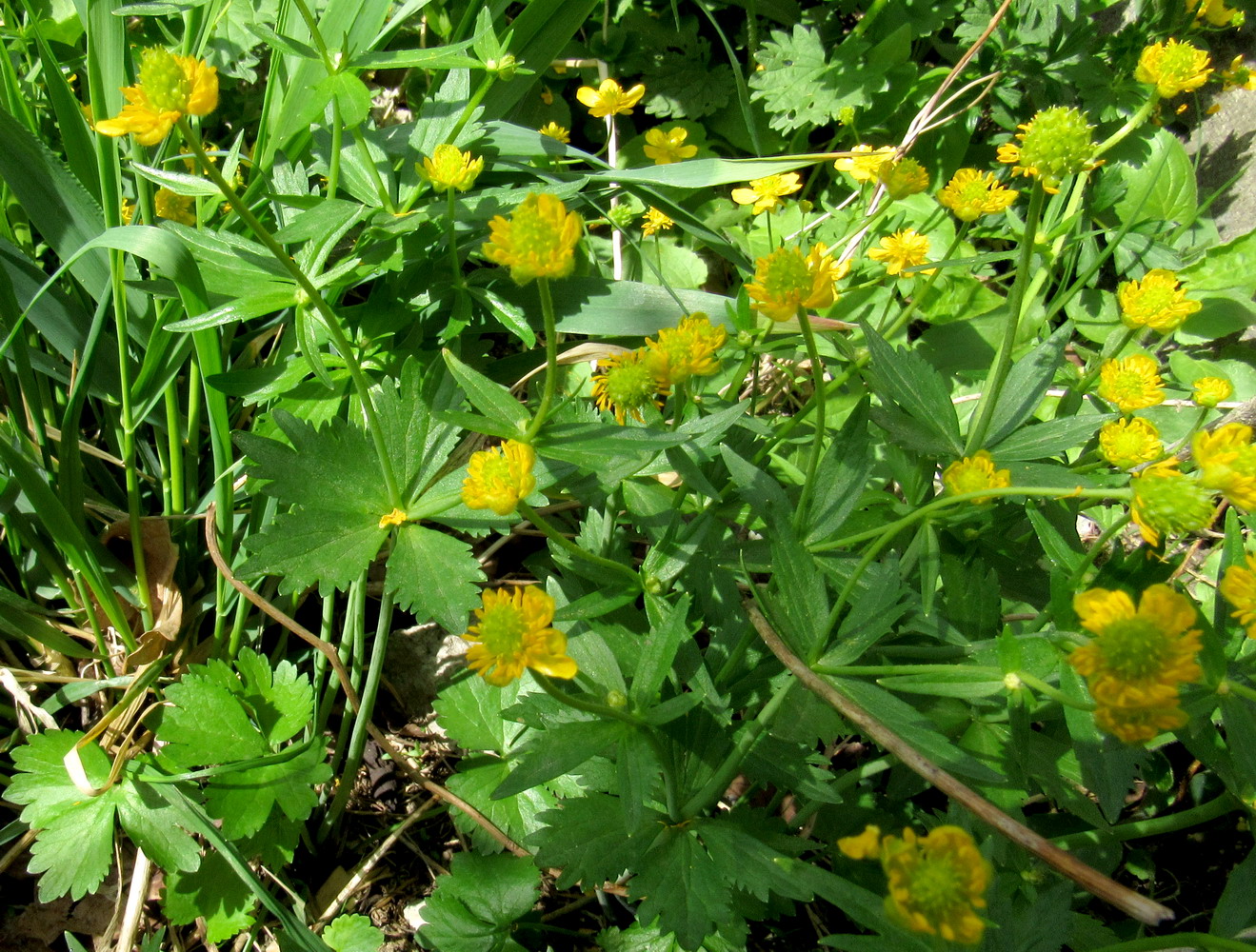 Image of Ranunculus bujbensis specimen.