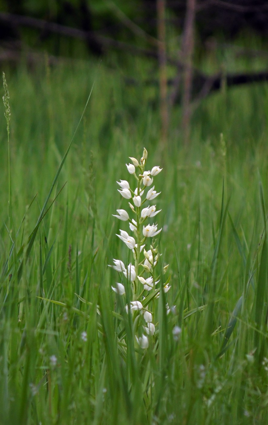 Изображение особи Cephalanthera longifolia.