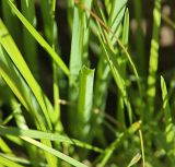 Allium schoenoprasum