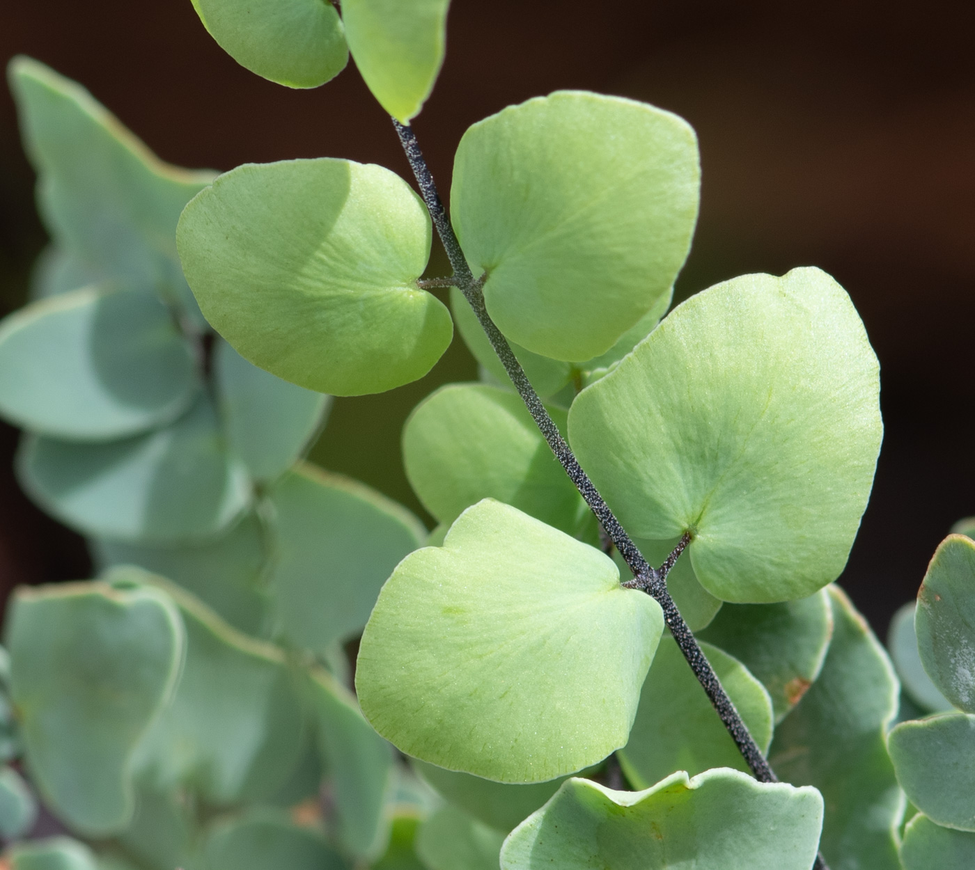 Изображение особи Pellaea calomelanos.