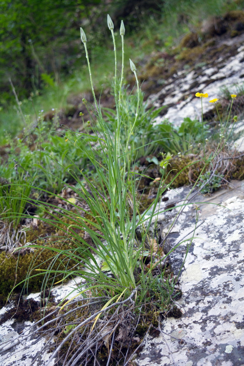 Изображение особи род Tragopogon.