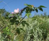 Rosa pygmaea. Цветущее растение. Украина, г. Луганск, балка Калмыцкий яр. 06.06.2020.