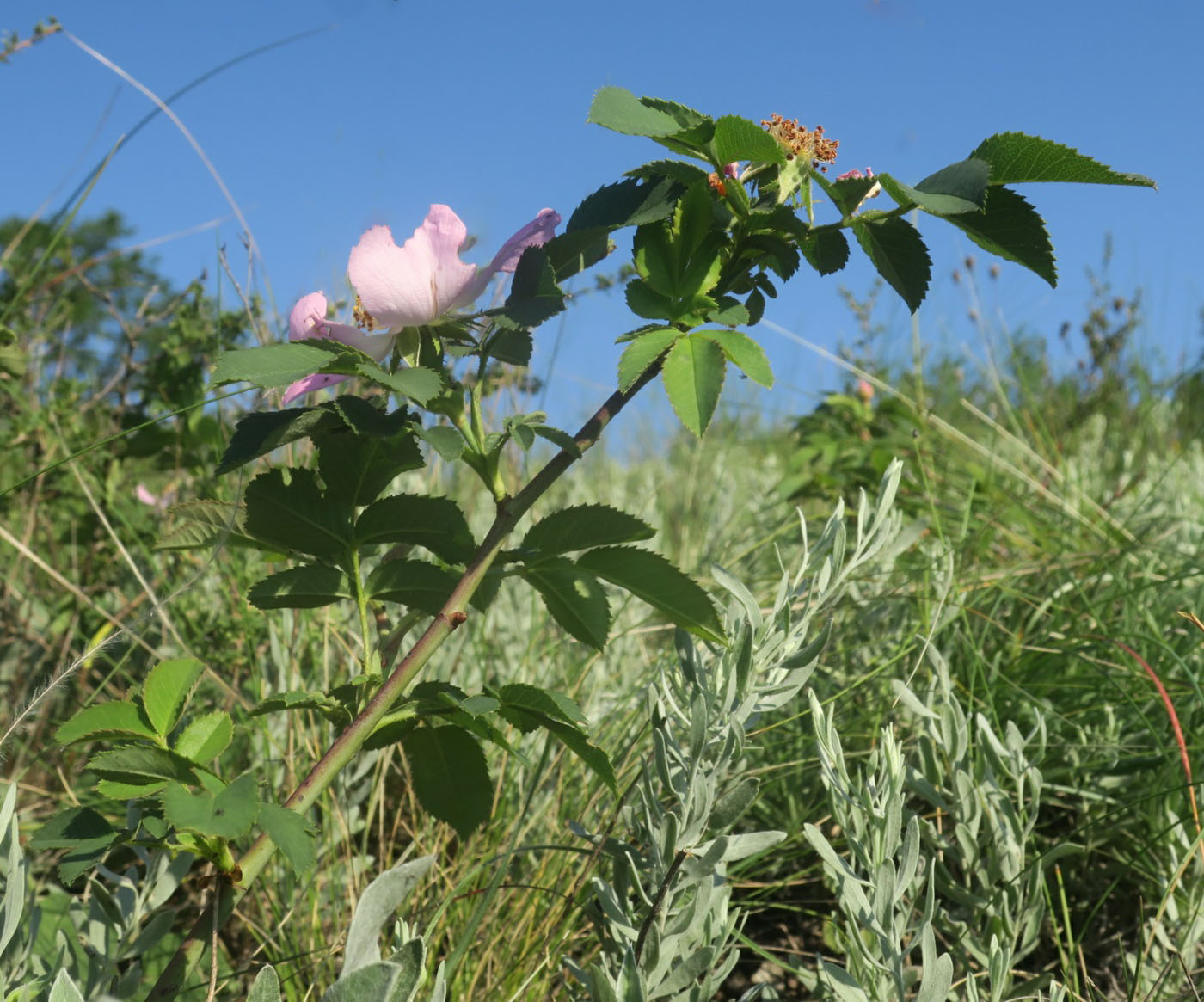 Изображение особи Rosa pygmaea.