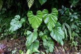 Anthurium versicolor