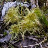 Sphagnum squarrosum