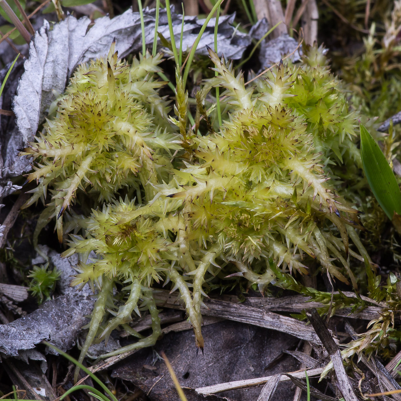 Изображение особи Sphagnum squarrosum.