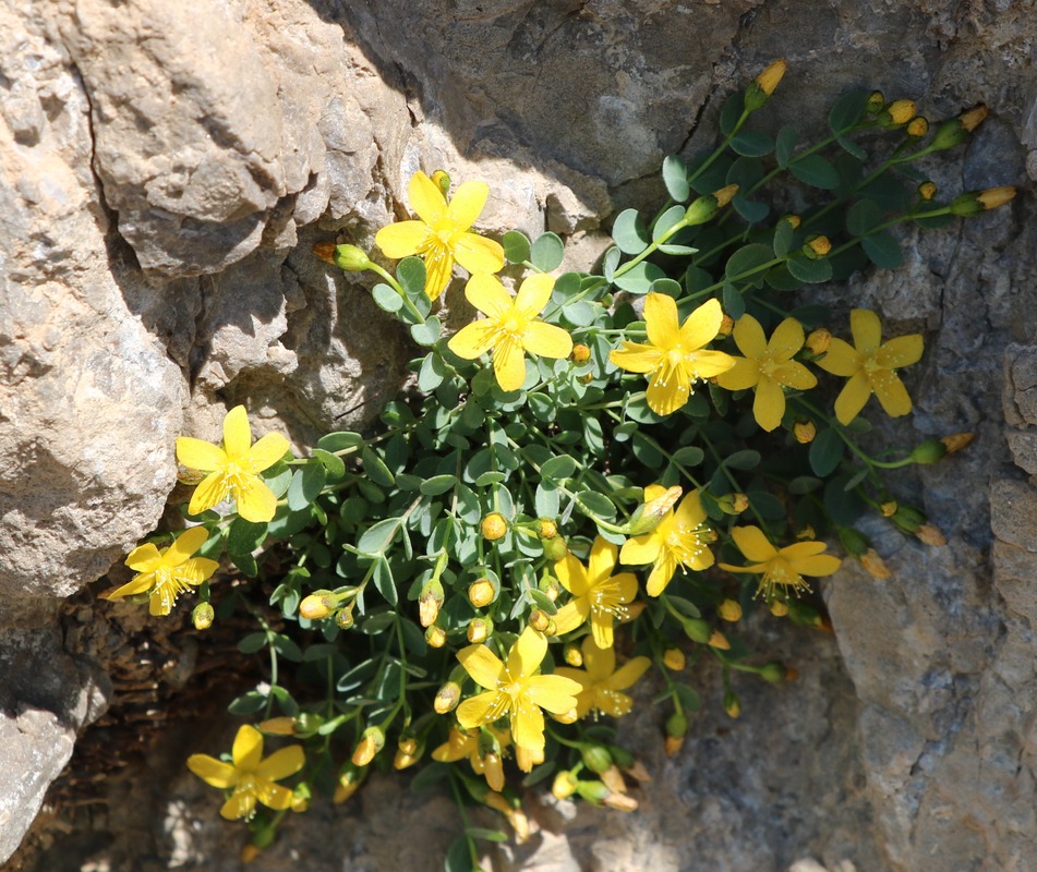 Image of Hypericum formosissimum specimen.