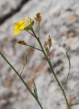 Diplotaxis tenuifolia. Верхушка побега с бутонами, цветками и плодами. Крым, Бахчисарайский р-н, пещерный г. Эски-Кермен, у края плато. 28.06.2020.