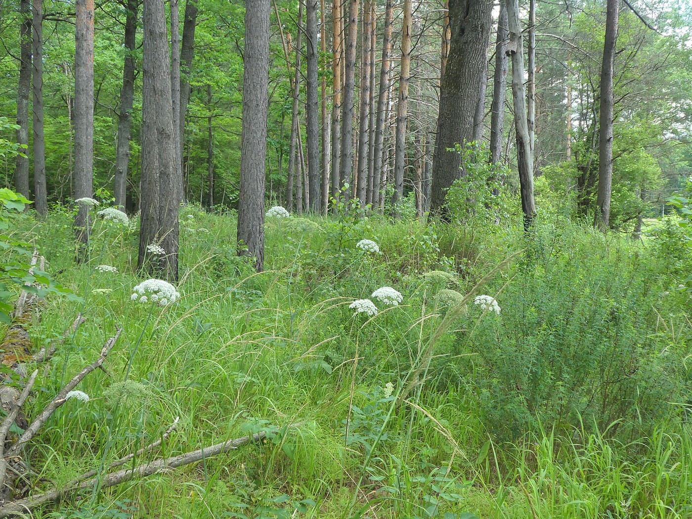 Изображение особи Laserpitium latifolium.