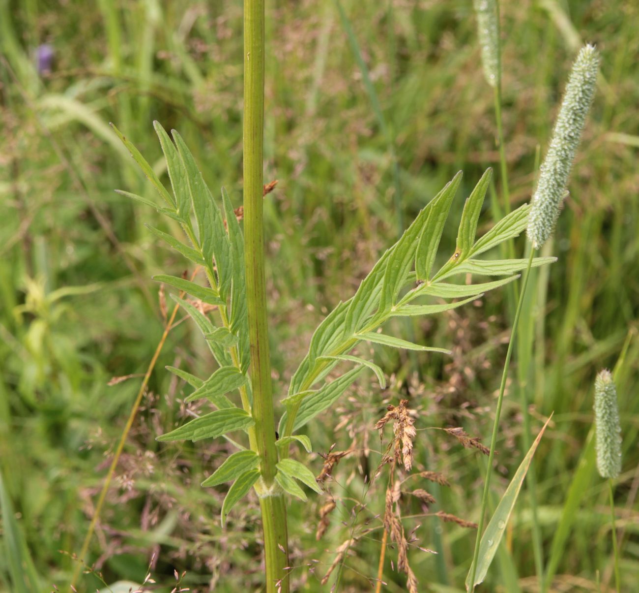 Изображение особи Valeriana officinalis.