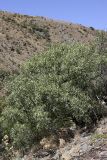 Pyrus regelii. Дерево на склоне ущелья. Южный Казахстан, хр. Каратау, ущ. Саясу. 29.07.2010.