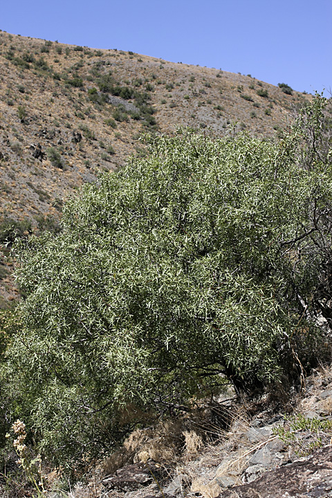 Image of Pyrus regelii specimen.