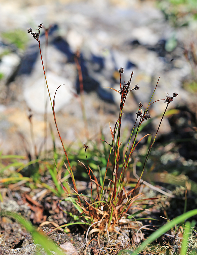 Изображение особи Luzula multiflora ssp. sibirica.