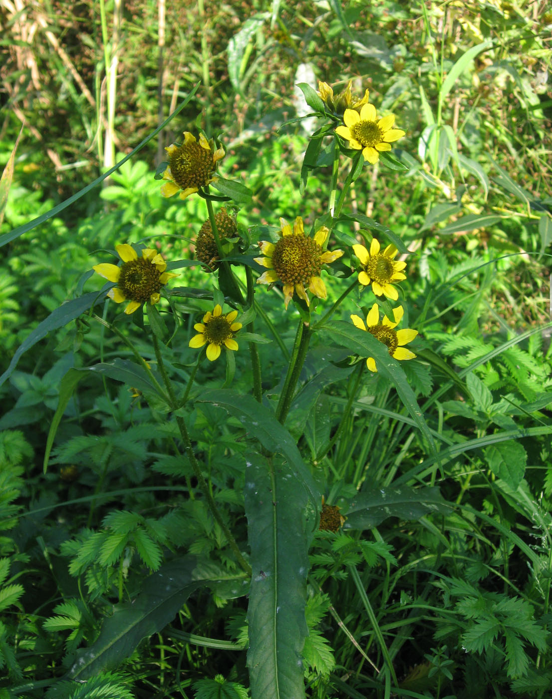 Изображение особи Bidens cernua var. radiata.