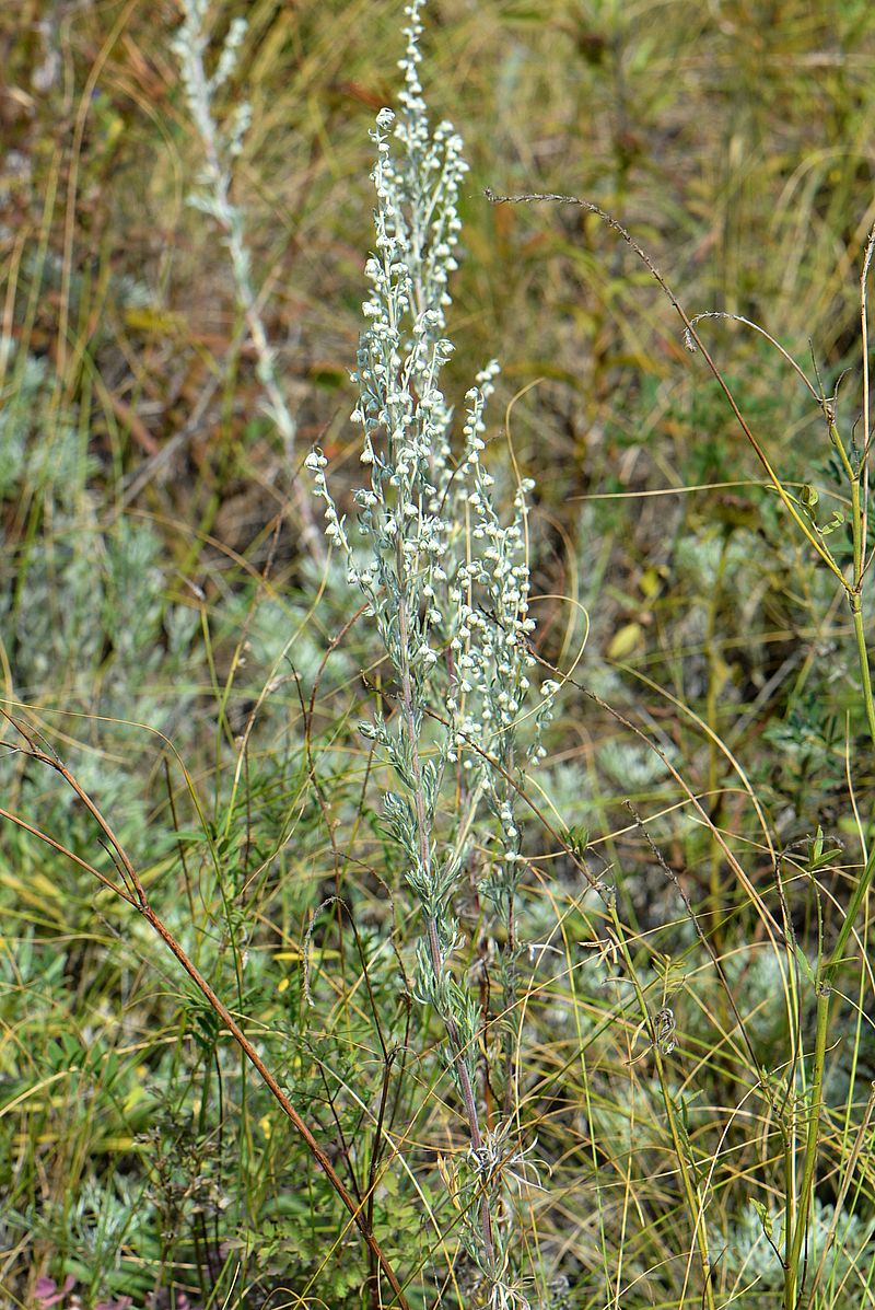 Изображение особи Artemisia marschalliana.