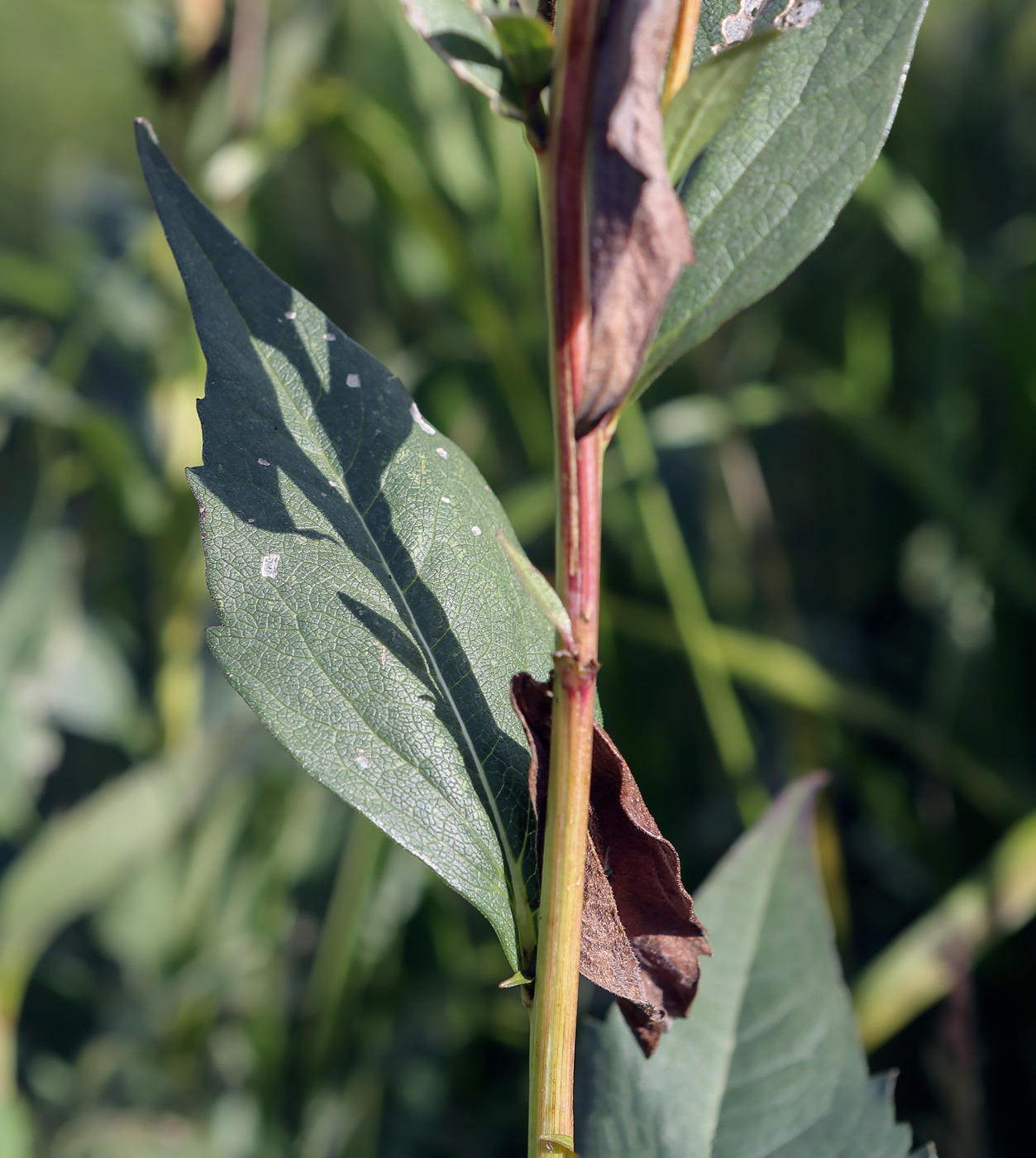 Image of familia Asteraceae specimen.