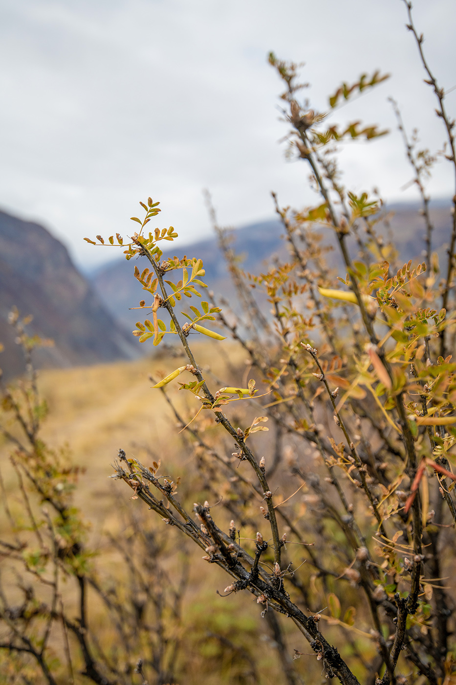 Image of Caragana arborescens specimen.