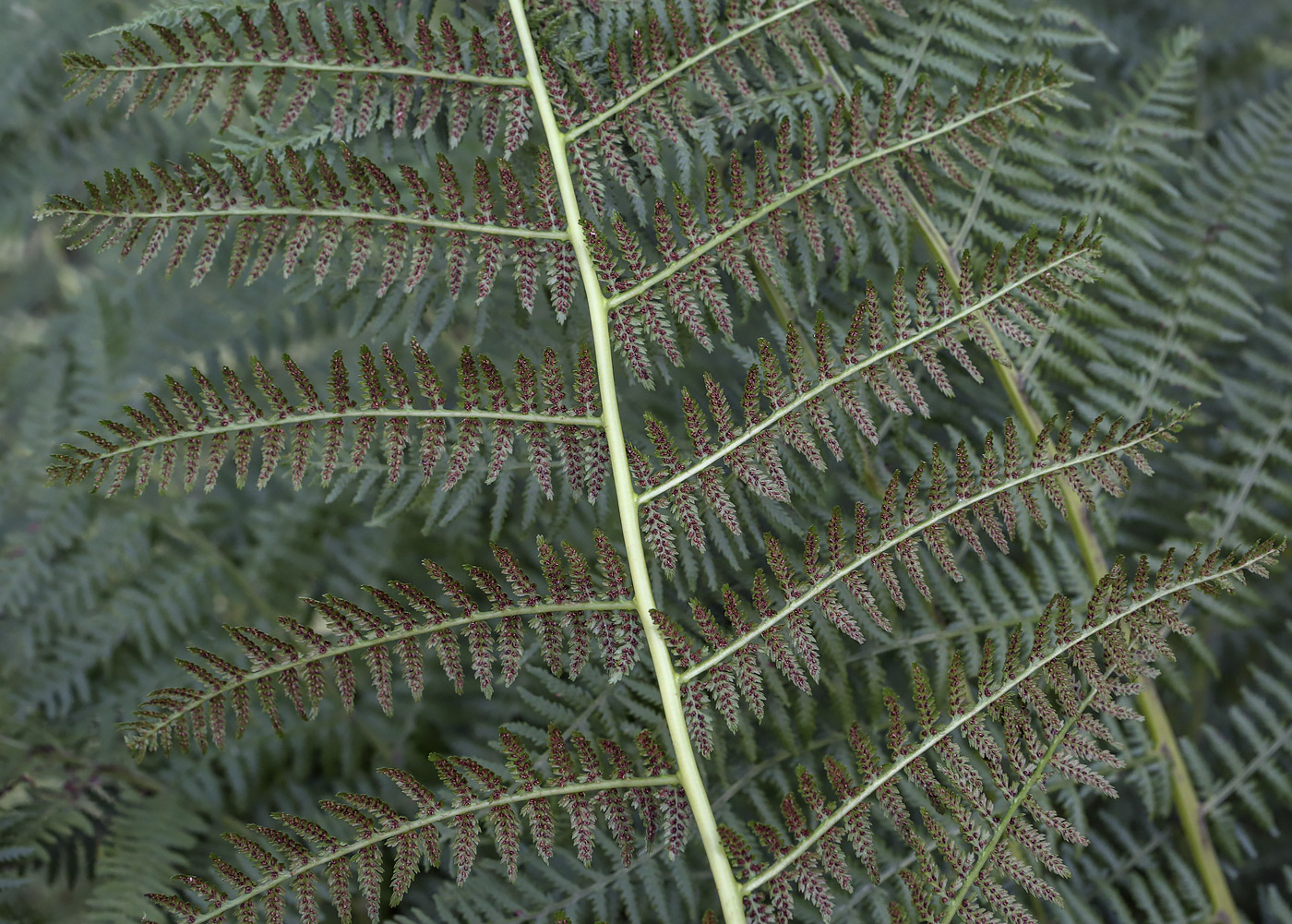 Image of Athyrium filix-femina specimen.