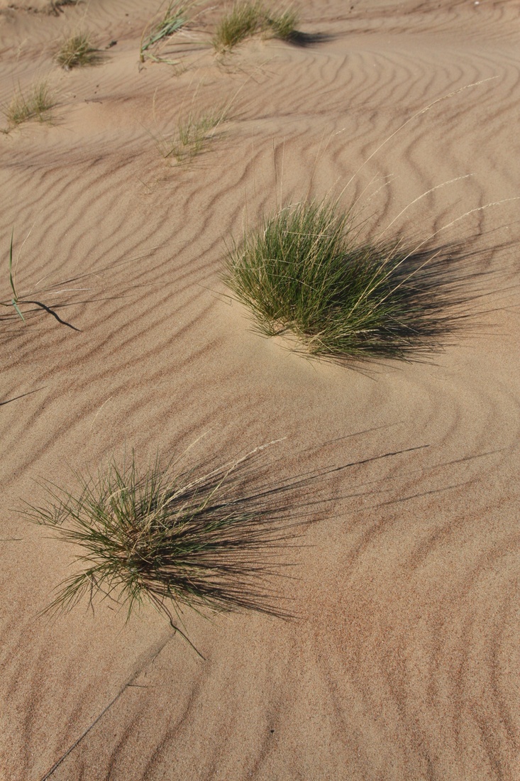 Image of Festuca ovina specimen.